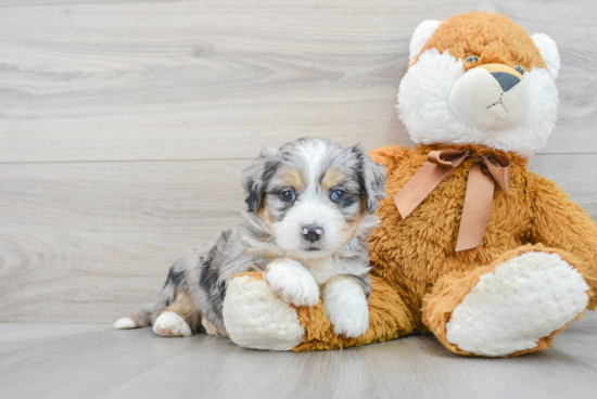 Funny Aussiechon Designer Pup