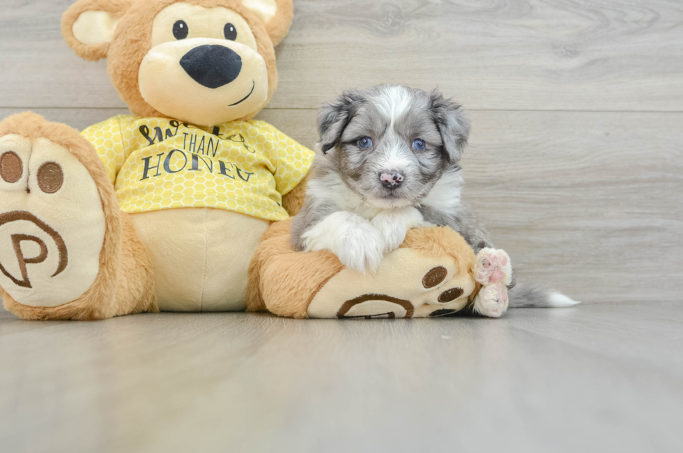 5 week old Aussiechon Puppy For Sale - Premier Pups