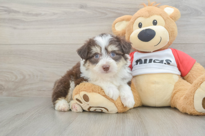 Meet Rocky - our Aussiechon Puppy Photo 1/3 - Premier Pups