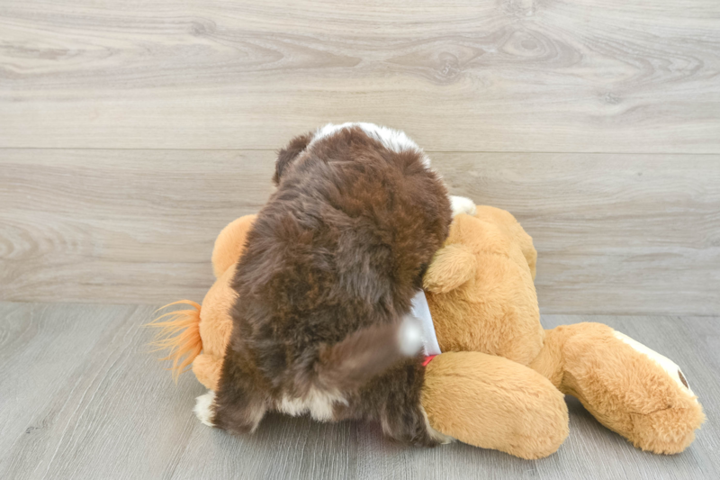 Meet Rocky - our Aussiechon Puppy Photo 2/3 - Premier Pups
