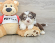 6 week old Aussiechon Puppy For Sale - Premier Pups