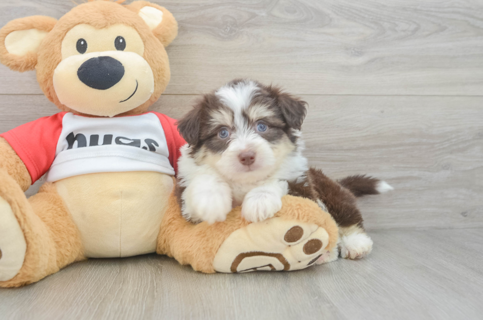 6 week old Aussiechon Puppy For Sale - Premier Pups