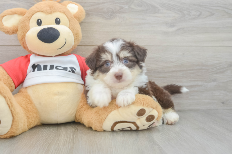 Meet Rocky - our Aussiechon Puppy Photo 3/3 - Premier Pups
