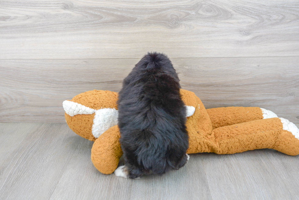 Fluffy Aussiechon Designer Pup