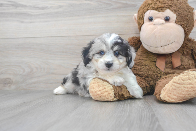 Fluffy Aussiechon Designer Pup