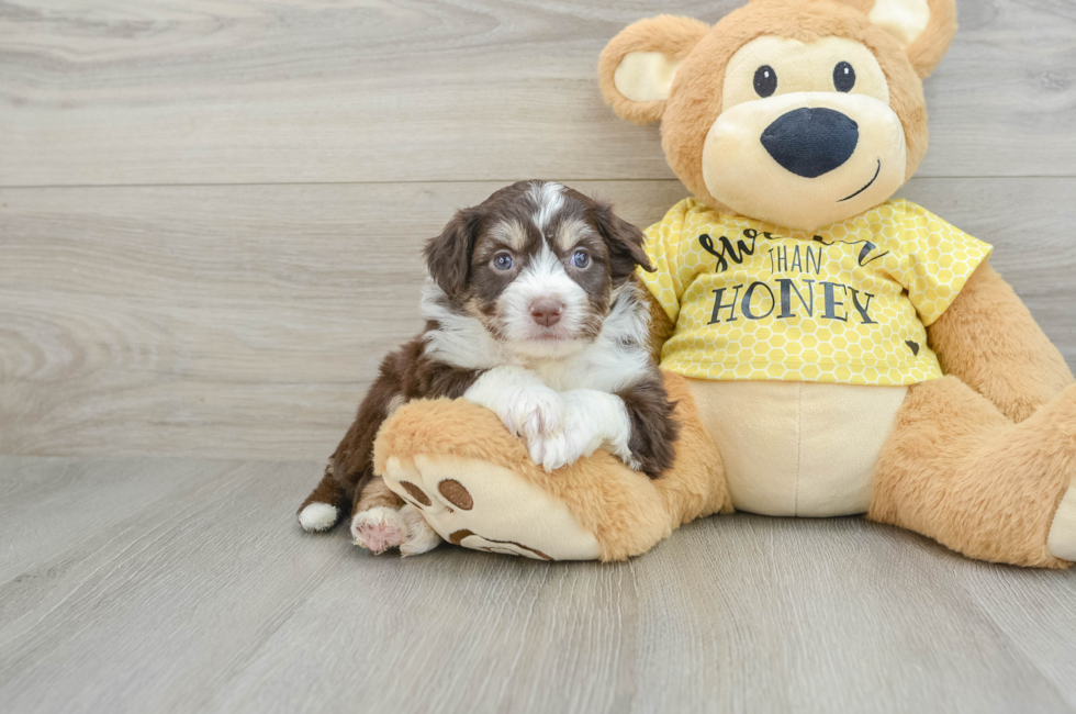 5 week old Aussiechon Puppy For Sale - Premier Pups