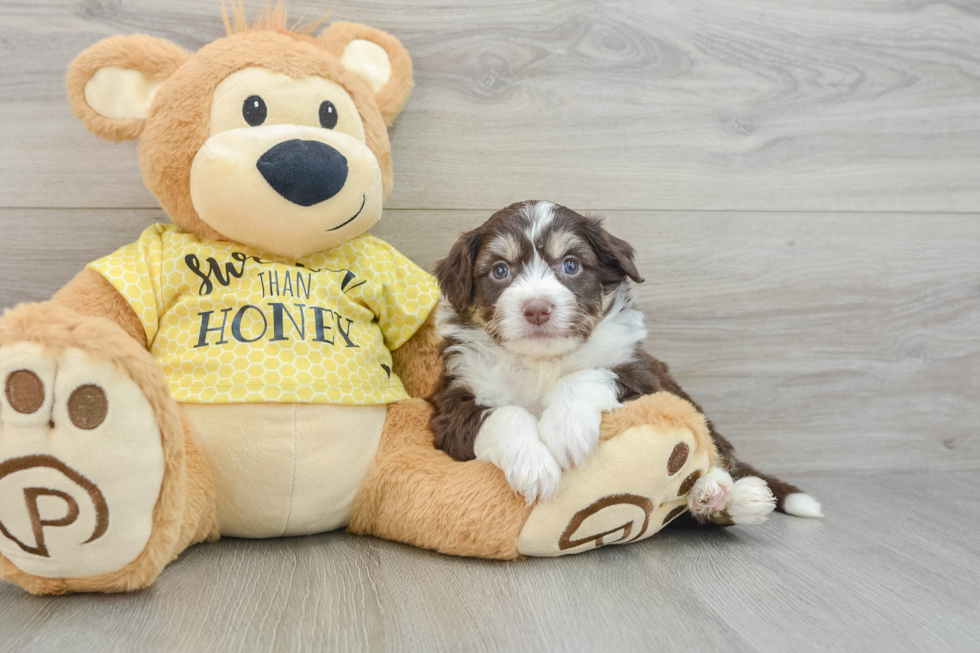 Energetic Aussie Bichon Designer Puppy