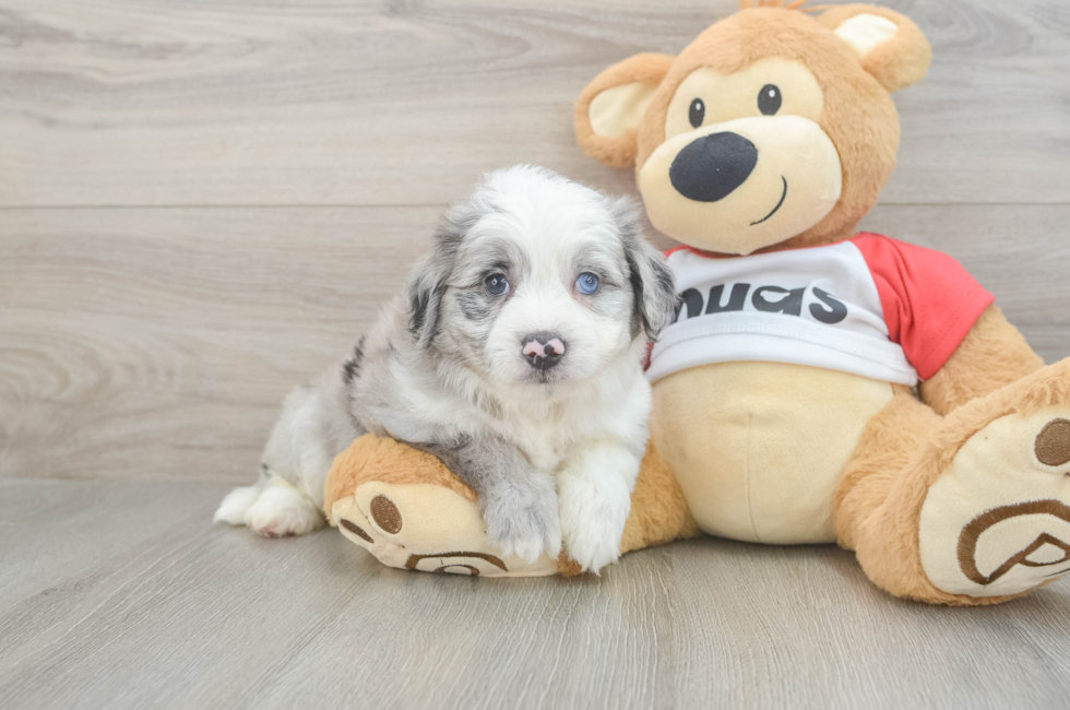 6 week old Aussiechon Puppy For Sale - Premier Pups