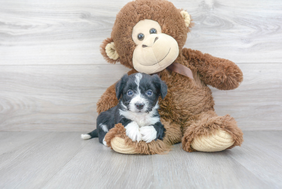 Aussiechon Puppy for Adoption