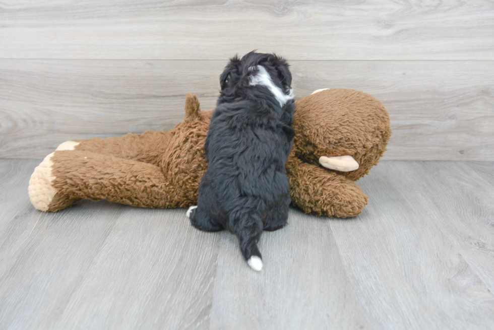 Aussiechon Pup Being Cute