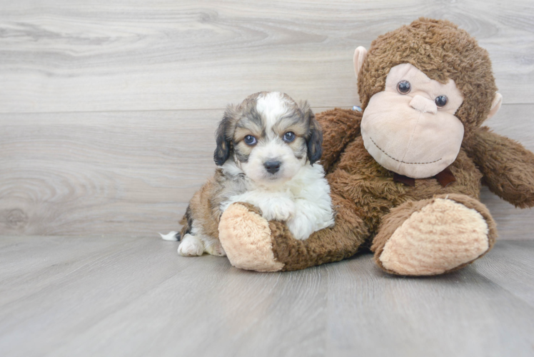 Aussiechon Puppy for Adoption