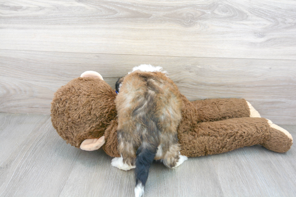 Cute Australian Designer Puppy
