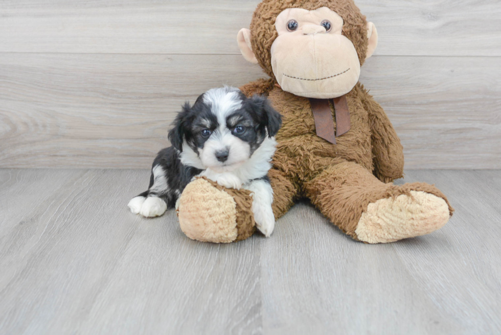 Aussiechon Pup Being Cute