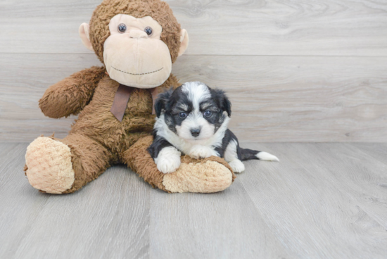 Playful Australian Designer Puppy