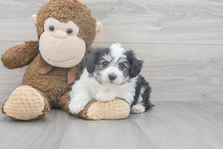 Fluffy Aussiechon Designer Pup