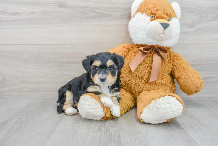 Aussiechon Pup Being Cute