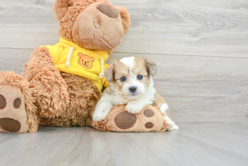 Adorable Australian Designer Puppy