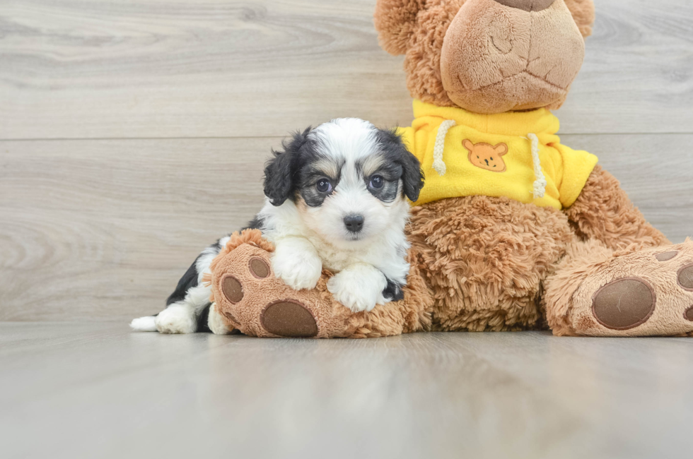 7 week old Aussiechon Puppy For Sale - Premier Pups