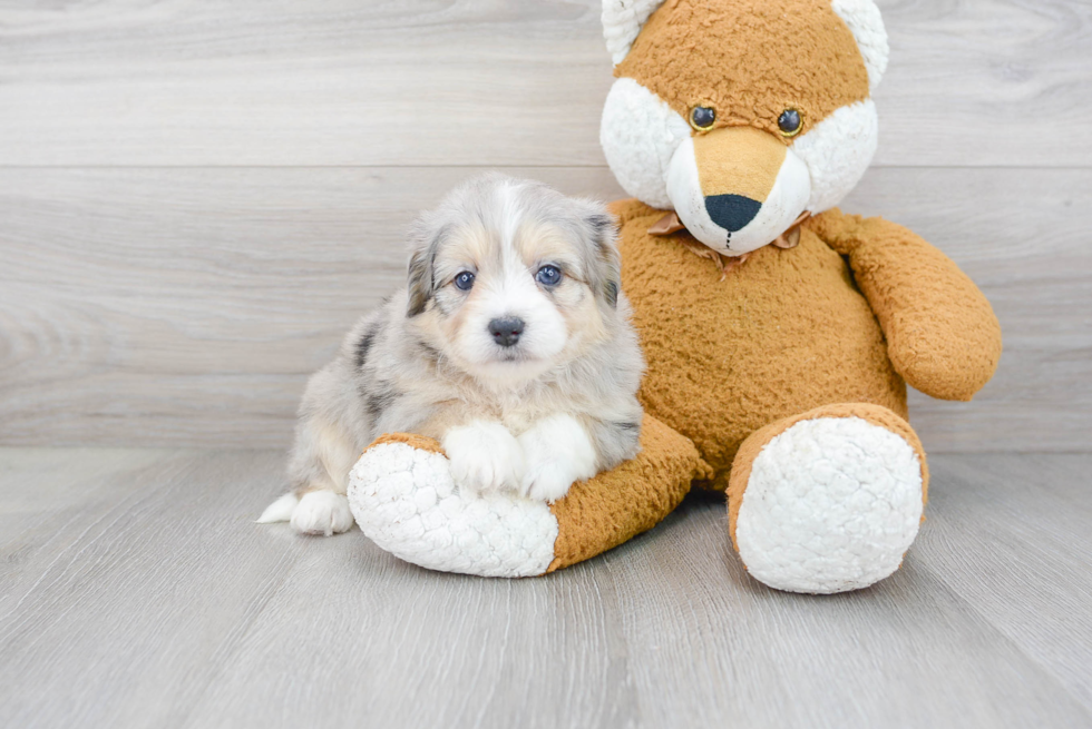 Hypoallergenic Australian Designer Puppy