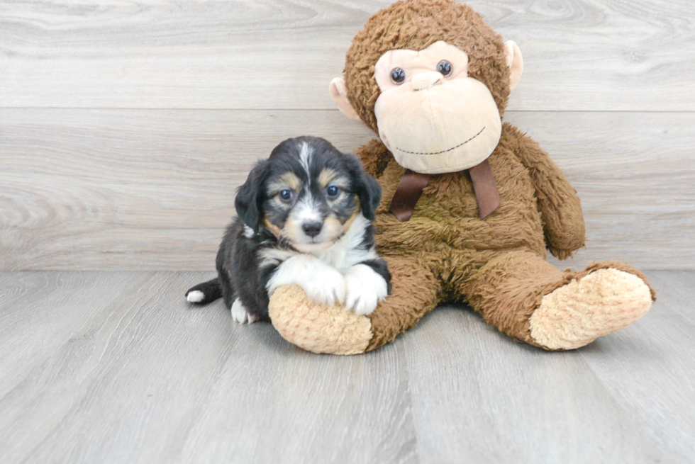 Playful Australian Designer Puppy