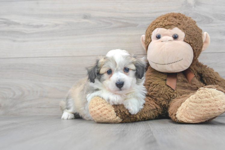 Popular Aussiechon Designer Pup