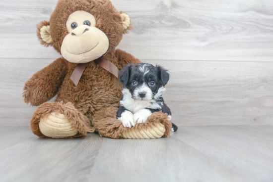 Aussiechon Puppy for Adoption