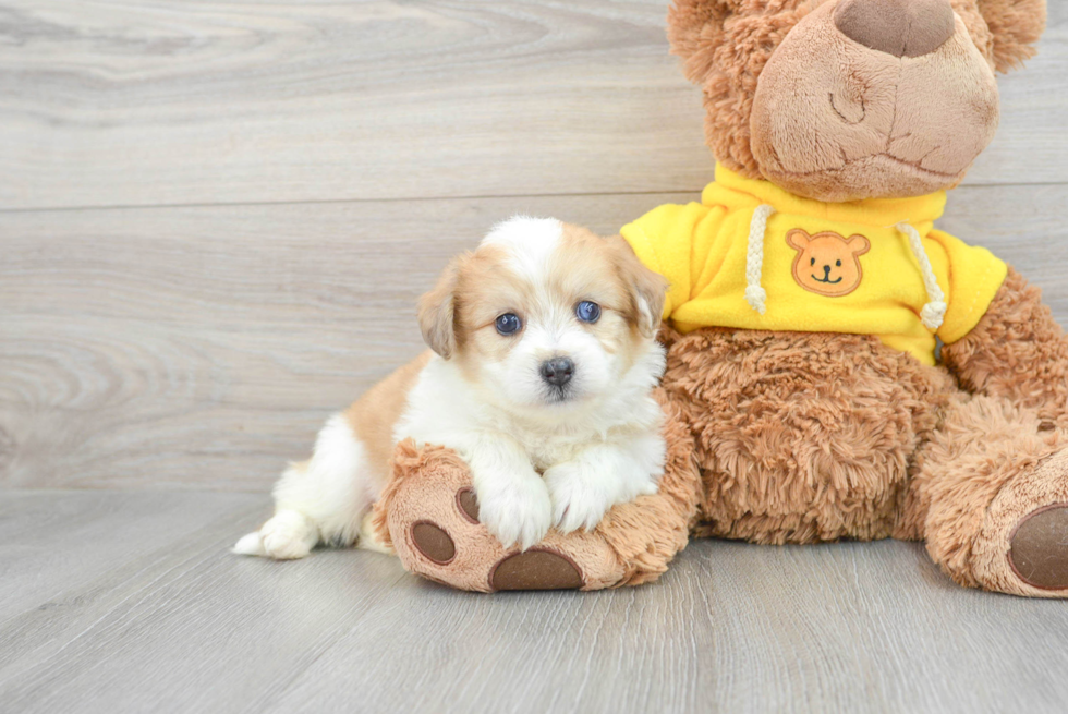 Aussiechon Puppy for Adoption