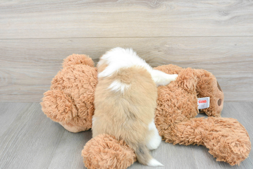 Aussiechon Puppy for Adoption