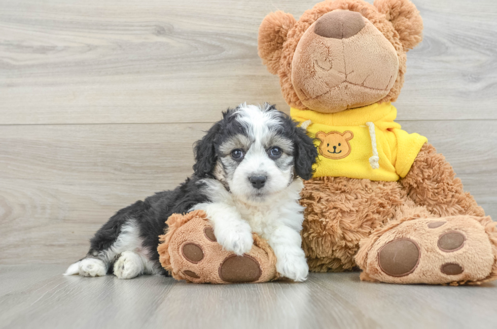 7 week old Aussiechon Puppy For Sale - Premier Pups