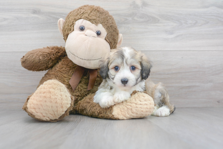 Cute Australian Designer Puppy