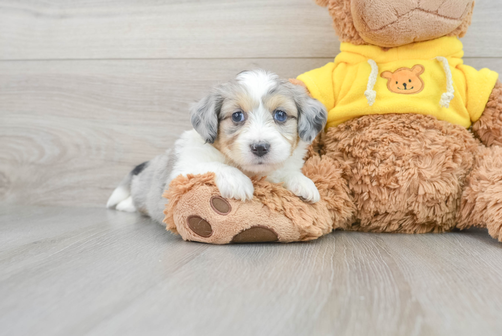 Aussiechon Pup Being Cute
