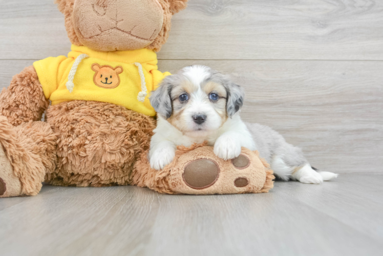 Petite Aussiechon Designer Pup