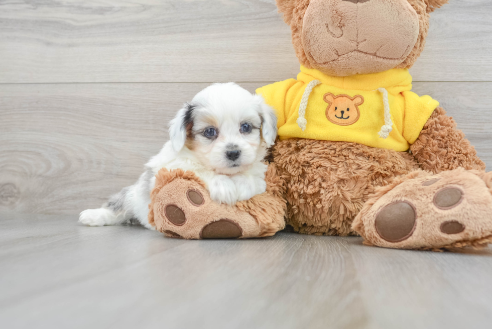 Aussiechon Puppy for Adoption