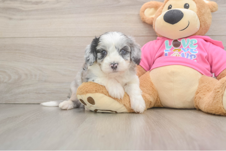 Aussiechon Puppy for Adoption