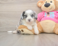 7 week old Aussiechon Puppy For Sale - Premier Pups