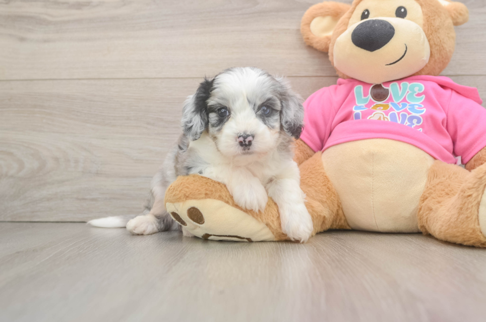 5 week old Aussiechon Puppy For Sale - Premier Pups