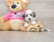 7 week old Aussiechon Puppy For Sale - Premier Pups