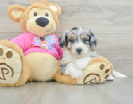 6 week old Aussiechon Puppy For Sale - Premier Pups