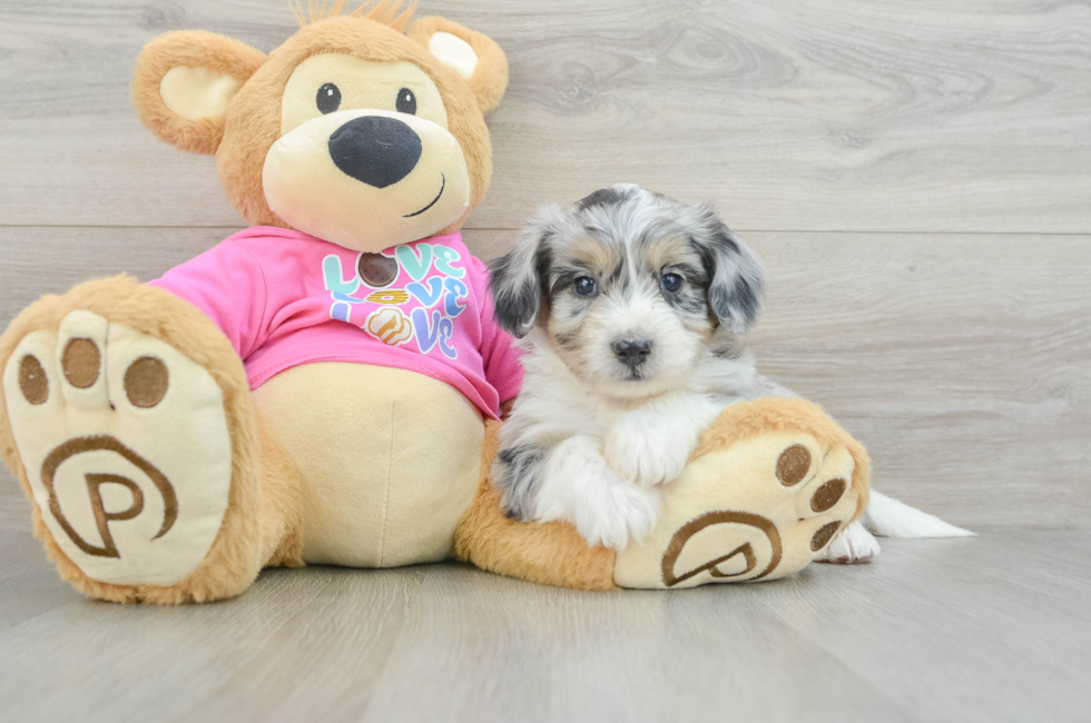 8 week old Aussiechon Puppy For Sale - Premier Pups