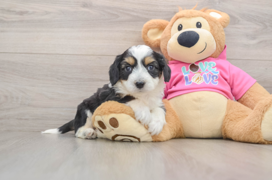 Happy Aussiechon Baby