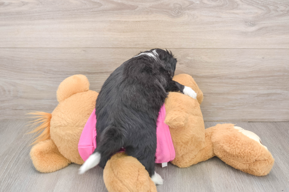 Aussiechon Puppy for Adoption