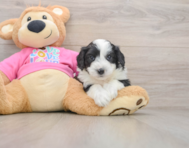 8 week old Aussiechon Puppy For Sale - Premier Pups