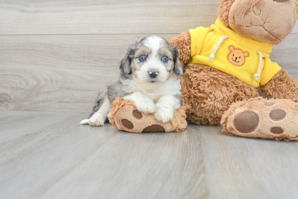 Energetic Australian Designer Puppy