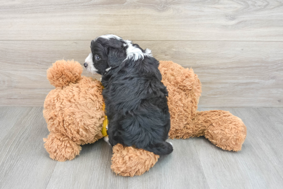 Smart Aussiechon Designer Pup