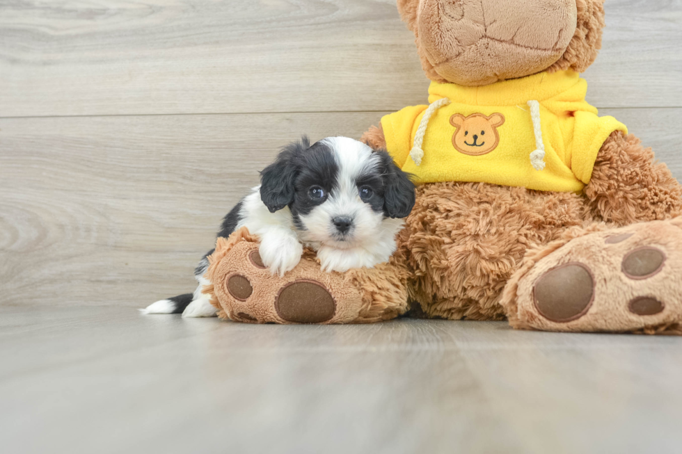 Little Aussie Bichon Designer Puppy