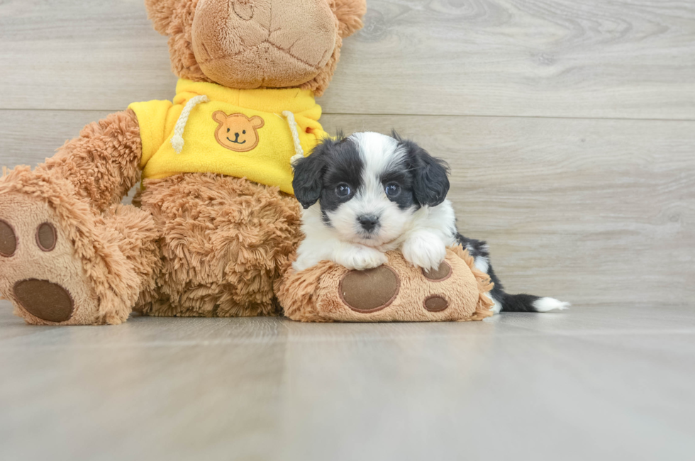 6 week old Aussiechon Puppy For Sale - Premier Pups