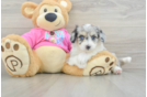 Hypoallergenic Aussie Bichon Designer Puppy