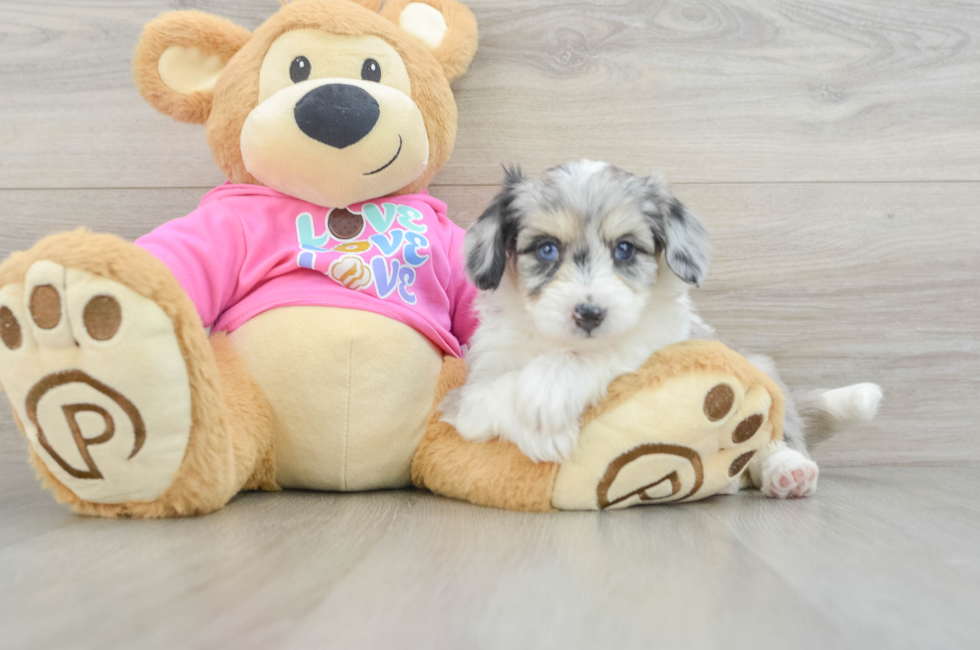 5 week old Aussiechon Puppy For Sale - Premier Pups