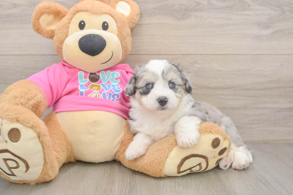 Cute Aussiechon Baby