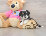 8 week old Aussiechon Puppy For Sale - Premier Pups